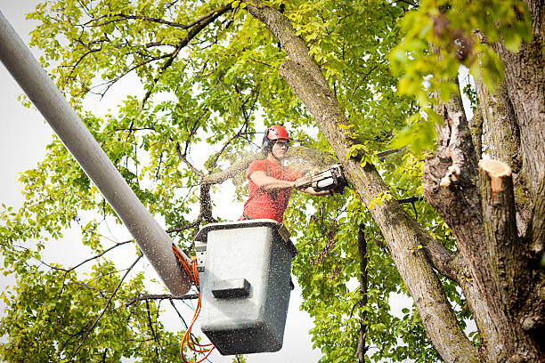 Reliable Aliquippa, PA Tree Service Solutions